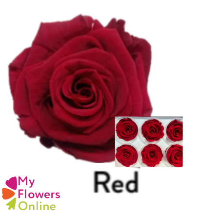 <h4>Roses Éternelles Rouge x6</h4>