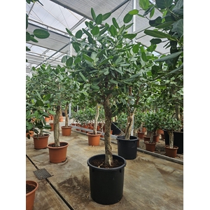 Ficus Benghalensis