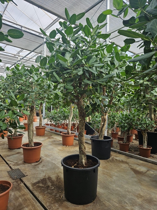 <h4>Ficus Benghalensis</h4>