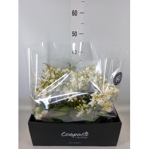 Phalaenopsis multi. 'Cream Punch'