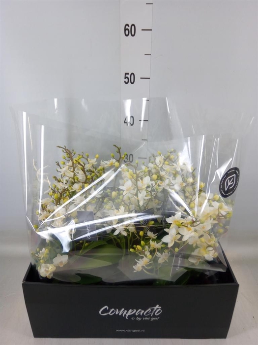 <h4>Phalaenopsis multi. 'Cream Punch'</h4>