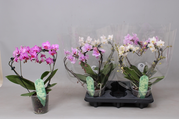 <h4>PHAL MF GEM 3 KL</h4>