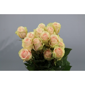Rosa ec frutetto
