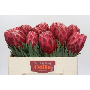 Protea Venus