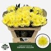 Chr G Topspin Yellow