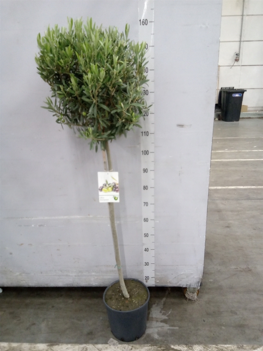 <h4>Olea europaea</h4>