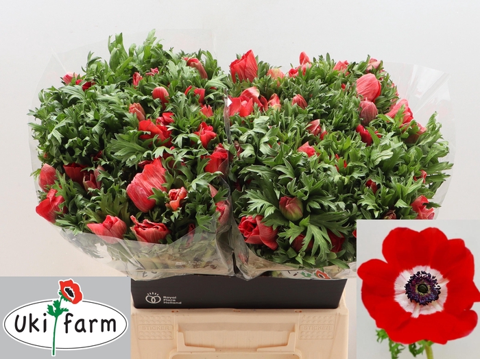 <h4>ANEM CO GALIL ROOD</h4>