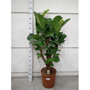 Ficus lyrata