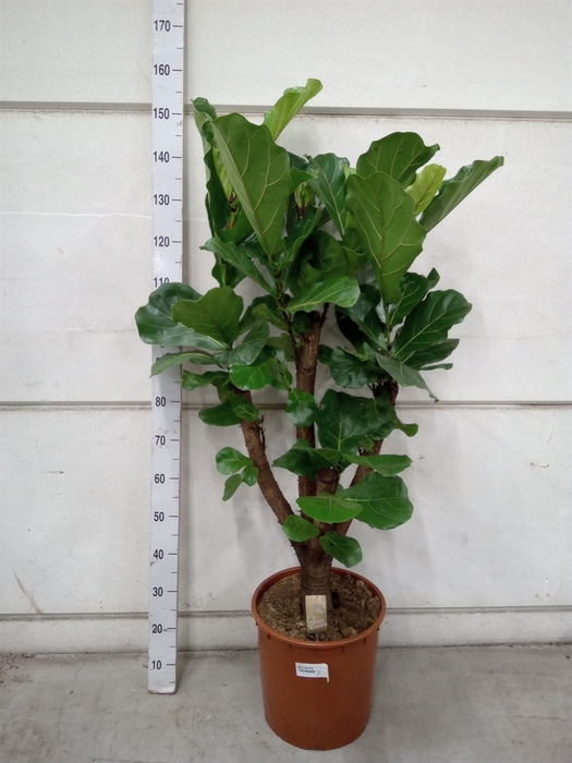 <h4>Ficus lyrata</h4>