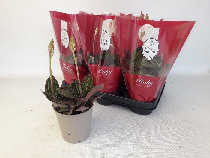 <h4>LUD DISCOLOR</h4>