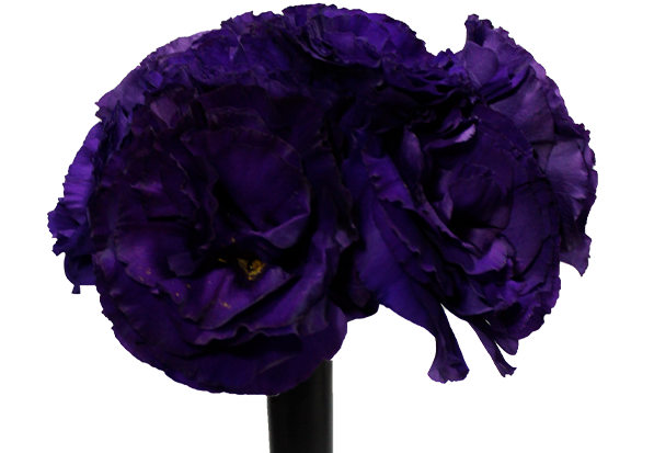 BUQUE LISIANTHUS CROMA II PURPLE ROXO 000