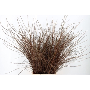 Spiraea Nip Snowmountain 100cm P Bunch Vertakt