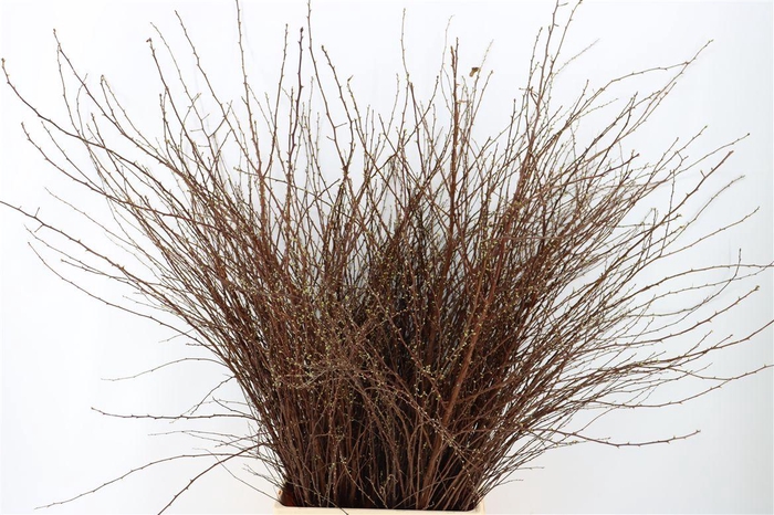 <h4>Spiraea Nip Snowmountain 100cm P Bunch Vertakt</h4>