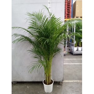 Dypsis lutescens   ...Chrysalidoca
