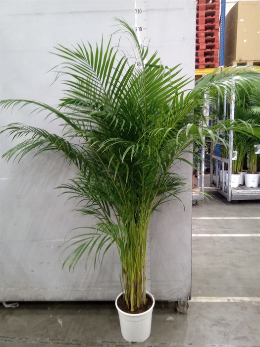 <h4>Dypsis lutescens   ...Chrysalidoca</h4>