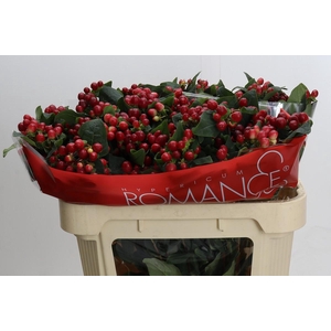 Hypericum True Romance Spray