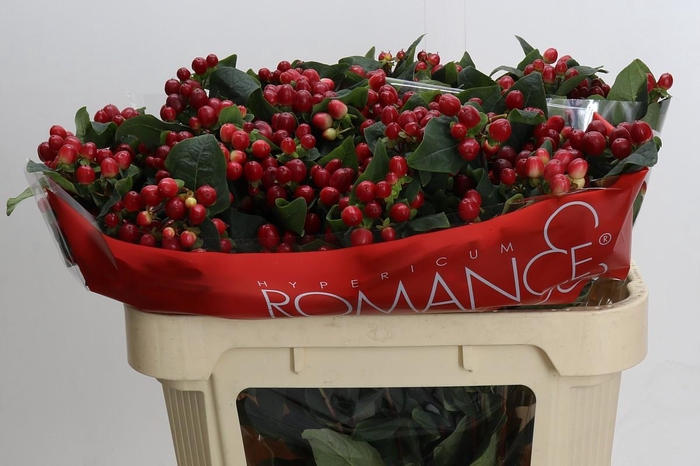 <h4>Hypericum True Romance Spray</h4>