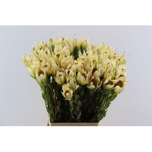 Leucad Discolor Pom Pom