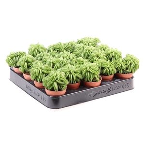 Peperomia ferreyrae 'Happy-Bean'