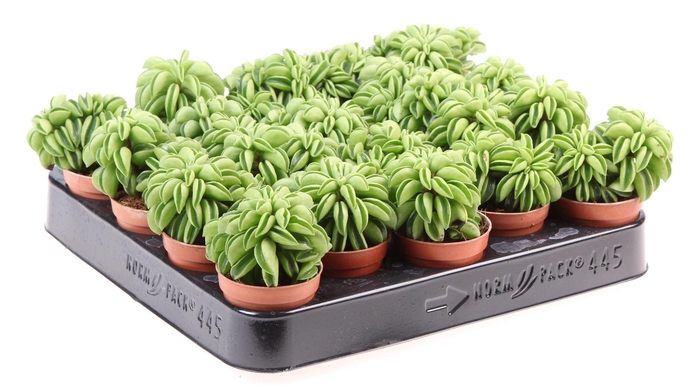 <h4>Peperomia ferreyrae 'Happy-Bean'</h4>