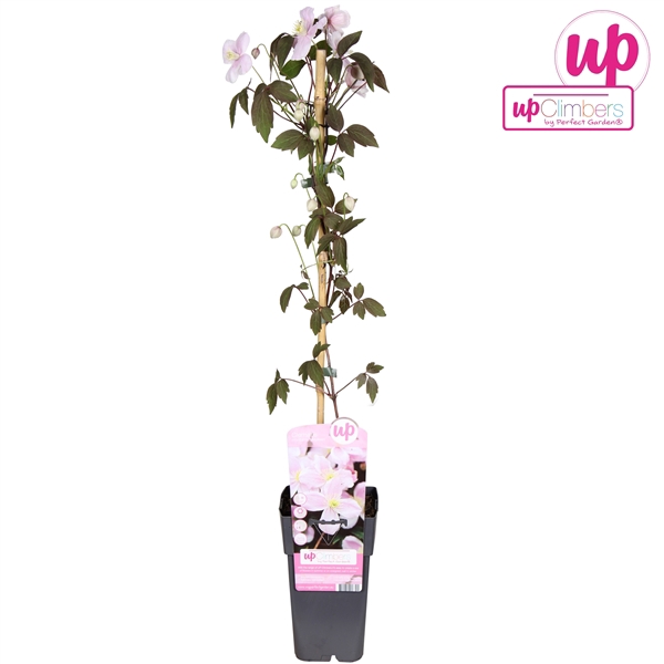<h4>Clematis Montana Mayleen P15</h4>