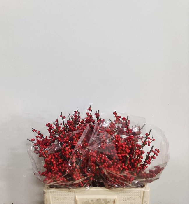 <h4>ILEX VE RODE BES</h4>