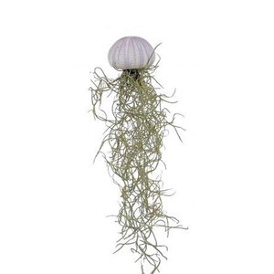 Arrangementen Tillandsia 6%