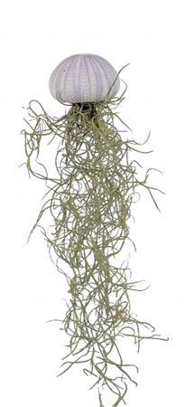 <h4>Arrangementen Tillandsia 6%</h4>