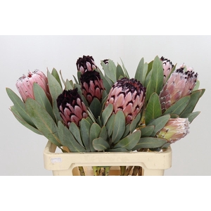 Protea M Didi