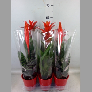Bromelia   ...mix