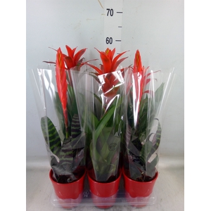 Bromelia   ...mix