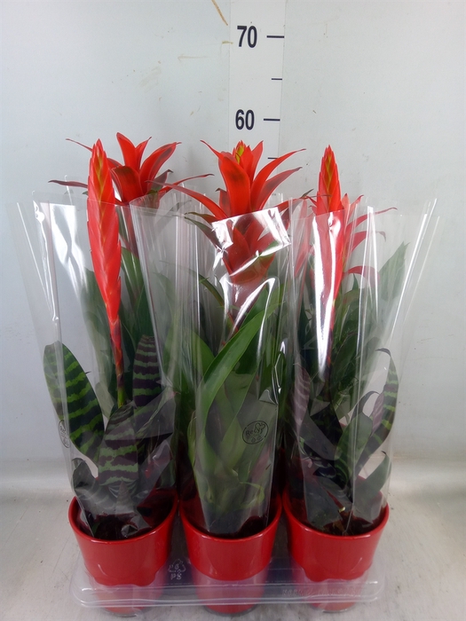 <h4>Bromelia   ...mix</h4>
