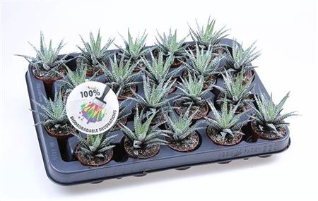 <h4>arr8 Haworthia F Big Band + Bioglitter</h4>