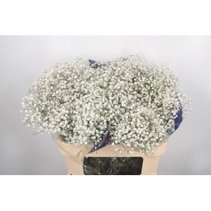 Gyps Klb Glitter Xlence Gold