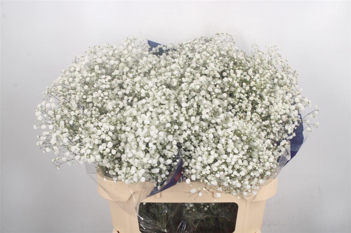 <h4>Gyps Klb Glitter Xlence Gold</h4>