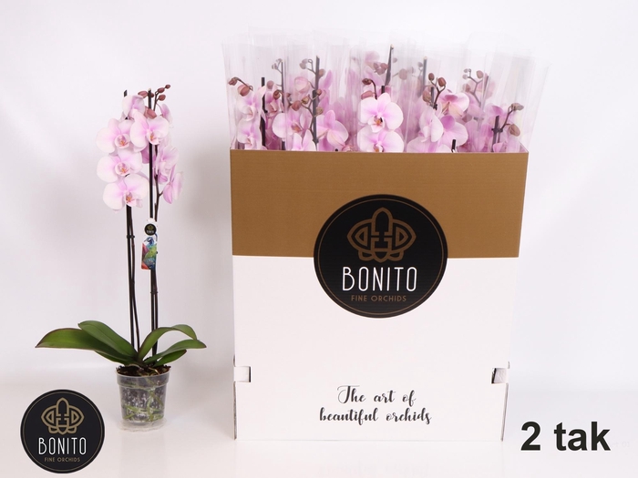 <h4>PHAL OV ROZE</h4>