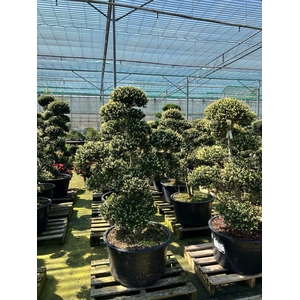 Ilex crenata - Garden tree