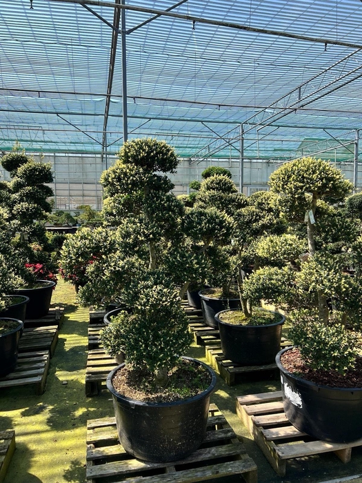 <h4>Ilex crenata - Garden tree</h4>