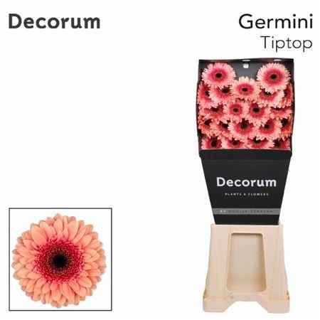 <h4>Ge Mi Tiptop Diamond</h4>