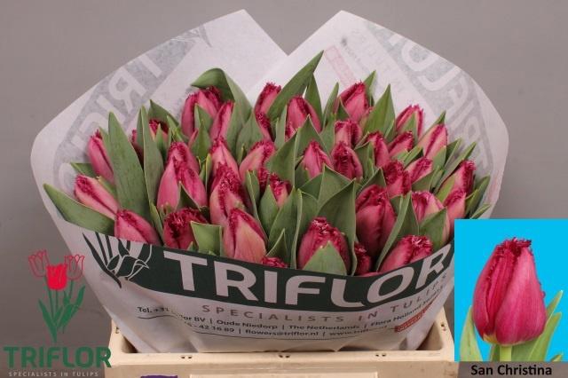 <h4>TU FR SAN CHRISTINA</h4>