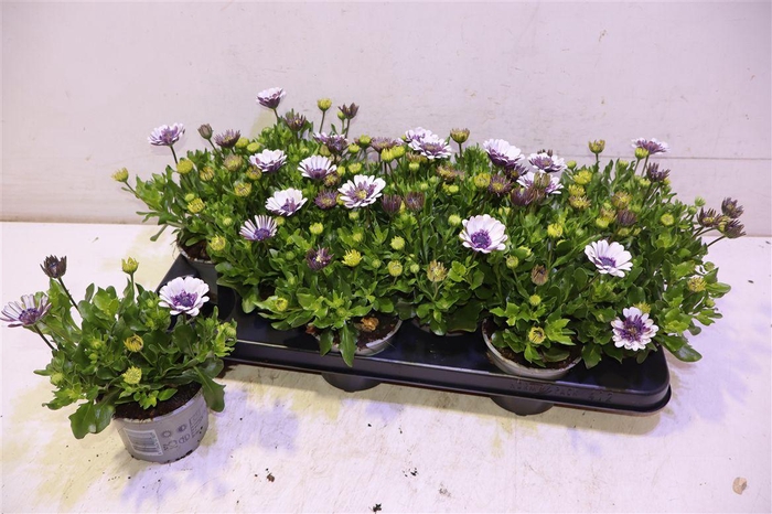 <h4>Osteo 3d Violet Ice</h4>