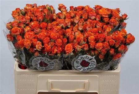 <h4>R Tr Smashing</h4>