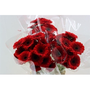 Ge Mi Red Ruby Xxl