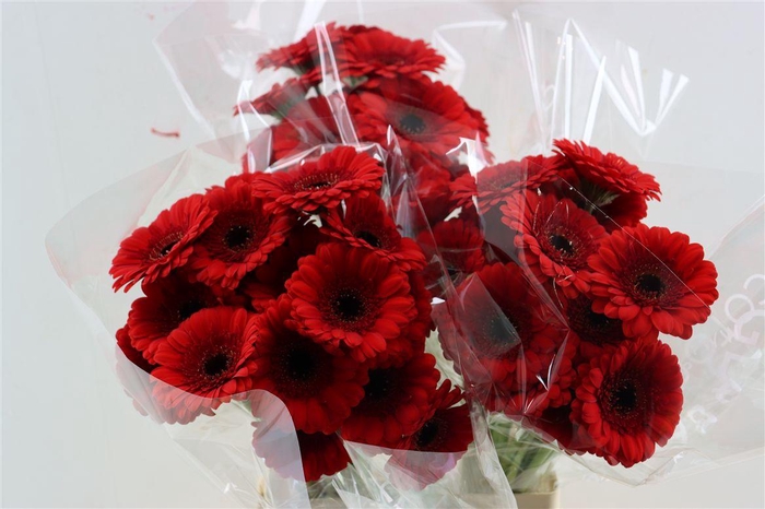 <h4>Ge Mi Red Ruby Xxl</h4>