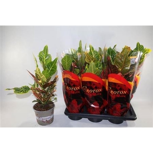 Codiaeum variegatum grootbladig 'Excellent'