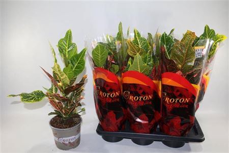 <h4>Codiaeum variegatum grootbladig 'Excellent'</h4>