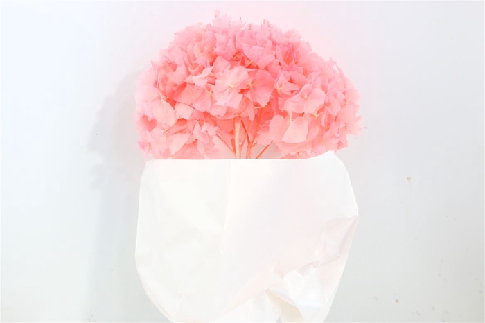 Pres Hydrangea L Pink Bunch Head 16-18cm