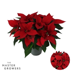 Poinsettia Christmas Universe Rood 13cm 5 bloem