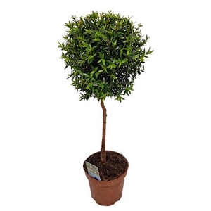 Myrtus Communis Stem High *