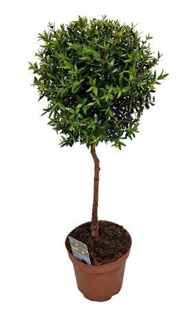 <h4>Myrtus Communis Stem High *</h4>